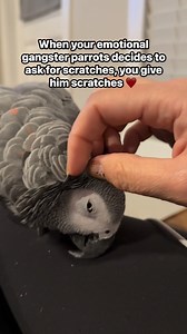 99K views · 2K reactions | I love when Brody softens his prickly exterior and asks me for loved 凉 #africangrey #parrot #cute #love | The Parrot Lady | Facebook