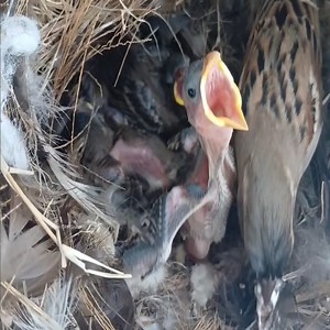 EP.06 Old World sparrows Bird Find locust food for her chicks to eat in the nest. | Review Bird Nest