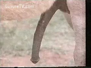 Adorable paysanne baise avec des ânes et des chevaux