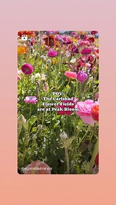 Visit Carlsbad on Reels