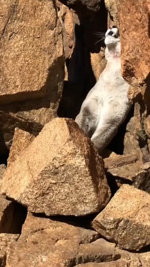 Close encounters 🐱 #hunting #hunter #mountainlion #lion #dog #challenge | Cpacify Maris