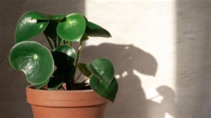 Cara Merawat Tanaman Hias Peperomia Raindrop, Siram Hanya Saat Tanahnya Kering