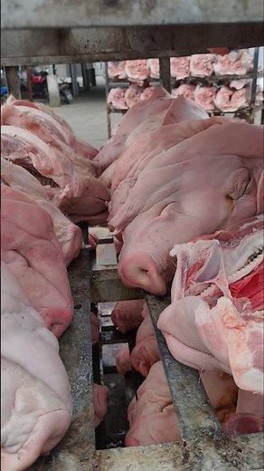 Preparing Pig Heads for Brain Extraction – Farm Processing 👀