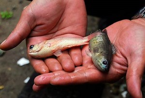 Musim pancing 'ikan puyu' di Perlis