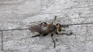 Vidéo Stock A big horsefly (presumably Tabanus bromius or Tabanus autumnalis) sits on a dry tree trunk
