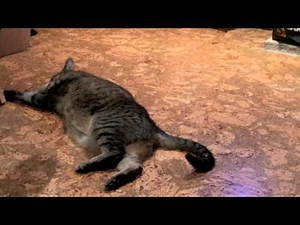 kitty is stoned... on Catnip