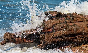 Surfing the mysterious tidal bores of Australia