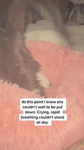 144K views · 3.8K reactions | She was my bestfriend  #felineleukemia #felv #emergencyvet #kitten #cat #catlovers | Melissa Scott | Facebook