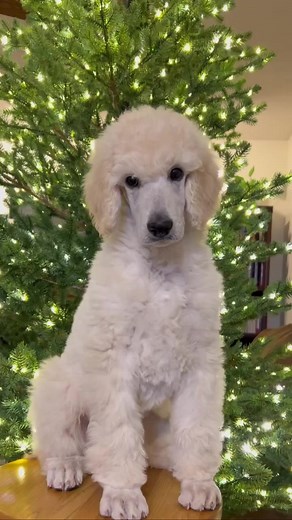 #poodle #standardpoodle | About Poodle