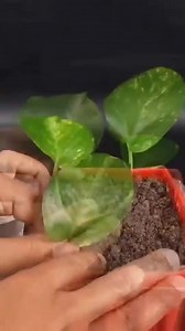 2.3K views · 18 reactions | how to propagate pothos/money plant from cutting | Crafts and graft | Facebook