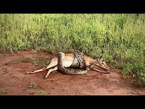 A Rock Python Suffocating An Impala to Death