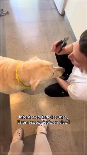 🎭 EL PERRO MÁS DRAMÁTICO DEL MUNDO😁 #perrodramatico #humorcanino #mascotasdivertidas #momentosgraciosos #perrosdelalma #dramacanine #uñascortas #perrosyhumanos #amordemascota #instaperros #perroslocos #mimascotafeliz #risasegura #perrosdeinstagram #dramaqueen #amoranimal #perrosdivertidos #momentosunicos #videoviral #tiernosyperros | Fm Río 104.3 General Belgrano