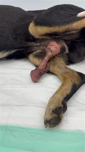 🚨GRAPHIC: Pup’s Life On The Line With Exposed, Rotting Genitals [STORY BELOW]