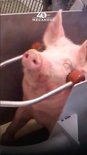 ⚡🐖 Pig Electric Stunning – Humane and Effective Slaughterhouse Technique