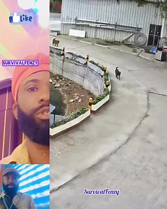 What just happened here #EcoCreativity #virałreels #หาวิธีป้อนยาให้เด็กน้อย😂😂 #reelschallengereelschallengereelschallengereelschallenge #catlovers #orangecat #fblifestyletyle #AfricanArt | SurvivalFenzy