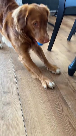 I love eatching him search 🥹🔍 Farm Pet #search #dogtraining #firsteasteregghunt #ducktoller #puppyeaster #easteregghung #openfarm | Hickory Dickory