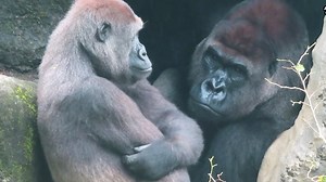 59K views · 2.3K reactions | Omg// Sweet between gorilla couple in favorite cave, So gorgeous gorilla husband D'jeeco looks straightly to wife in love. | Newly Silverback | Facebook