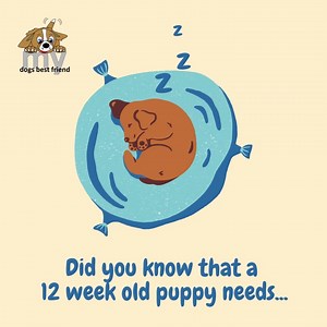 Wondering why your puppy is often nippy and whiny - especially in the evenings? Did you know puppies need lots of sleep? When we get the duration and quality of sleep right, provide appropriate exercise, provide quality nutrition and avoid over stimulation, things can become so much easier with a puppy. Need help? Join our expert puppy training and social development classes in Lisburn, Lurgan, Portadown, Banbridge & Newry! https://mydogsbestfriend.co.uk/training-services #learningwithchoice #se