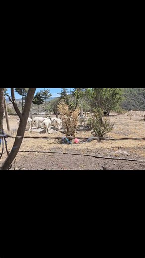 Pastor australiano haciendo su chamba Rancho Loma Montero | Hunter Vlogs