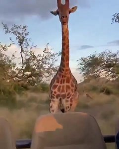 Giraffe chasing tourists 😅 Kindly please follow @witoafricasafaris for more Video credit: @mattyardleyafrica - #travelphotographer #wild #tour #wildlifephotography #nature #wildlife #mothernature #travel #photooftheday #safari #instanature #naturelover #adventure #instagram #traveling #natureisbeautiful #joysafaribay #naturelover #earthcapture #animallover #adventure #naturephotography #adventuretime #naturelovers #instagram #tourism #waowafrica #africa #travelgram #naturephoto | Waow Africa