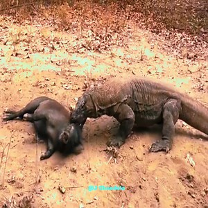 3.9K views · 38 reactions | Komodo dragon eating warthogs(pig) | J chandola | Facebook