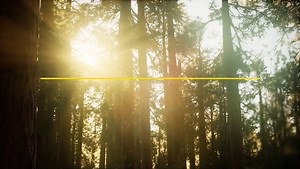 American Leopard Hound Pictures - AZ Animals