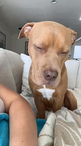 73K views · 5.1K reactions | Pouting cuz I won’t let him under my heater pad #puppy #fyp #pitbull | Hemiboy | Facebook