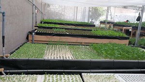 [Hot Item] Hydroponic Floating Boards Rafts Foam System