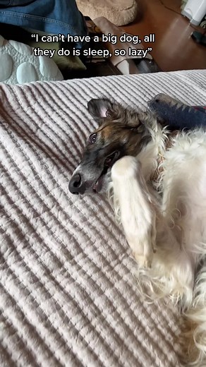 Fun Facts About Borzoi Dogs