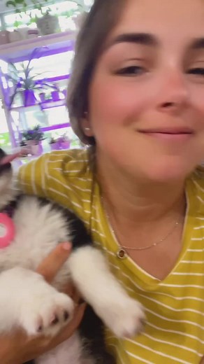 Kouna.Pomsky on TikTok