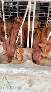 Small Brahman Cross Calves are Having Fun Eating Grain Food in The Winter Morning || #bulls #cattle #farming #cows #bangladesh #cattlevideo #biggestbulls #fbreels #viralreels #viralvideoシ #fypシ゚viralシ2024fyp #fypシ゚viralシ #mini #cow #eatting #baby #small #brahman #fypシ゚ #videography #photographer #reelsfb #fyp #viralreelsシ #trending #viral #sapi #sapipo #reelsvideo | Biggest Cow in Bangladesh