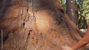 Curvy girl touches General Sherman a giant sequoia (Sequoiadendron giganteum) tree in Giant Forest of Sequoia National Park in the U.S. California. By volume, it is the largest living tree on Earth