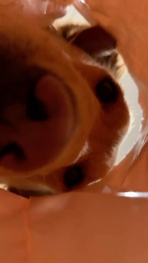 Riley the Golden Retriever on Instagram: "As our family grew bigger, things got busier but feeding our fur babies fresh, healthy diet is still our top priority. Save 50% on your 1st order of UnKibble with code RILEY50 ⁣ ⁣ #spotandtangopartner #unkibble #freshdogfood"