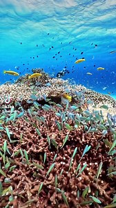 The breathtaking sea life 🐠 Wild at Life work on Biodiversity Conservation is inclusive, from land to air, from air to sea. | Wild at Life