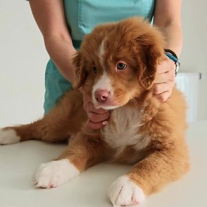 435K views · 2.1K reactions |  Ellos no pueden hablar, pero...