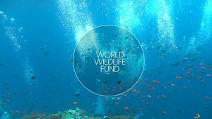 1.4K views · 27 reactions | ICYMI #WorldOceansDay and Bumble Bee Seafoods recently teamed up as the global seafood company accelerates sustainability efforts over the next five years with a goal to restore and protect the health of our global ocean. Read more about the partnership here: https://buff.ly/3ednHzL #OceansMonth #ProtectOurHome | World Ocean Day | Facebook