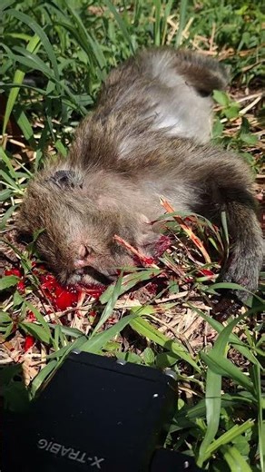 Monkey hunting using PCP #pcp #airgun #hunting #goblin #gs88 #youtube #shorts #shortvideo