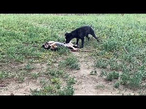 Dogs are gay too
