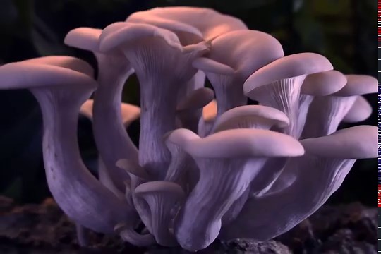 Fungi, along with their plant partners, could be the greatest and fastest natural solution to climate change. - Louie Schwartzberg, director Fantastic Fungi | Fantastic Fungi