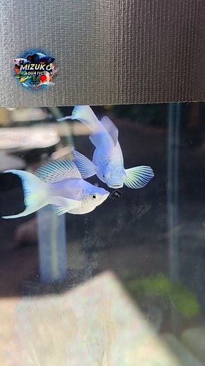 So this is how Mollies eat Spirulina tablet in slow motion 💚 #aquaticlife #asmr #aquarium #fish #balloon #molly #mizukostudio #spirulina #fishfood #howto | Mizuko Aquatics