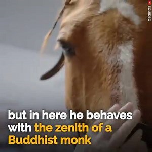 2.8K views · 38 reactions | amazing | Labrador retriever | Facebook