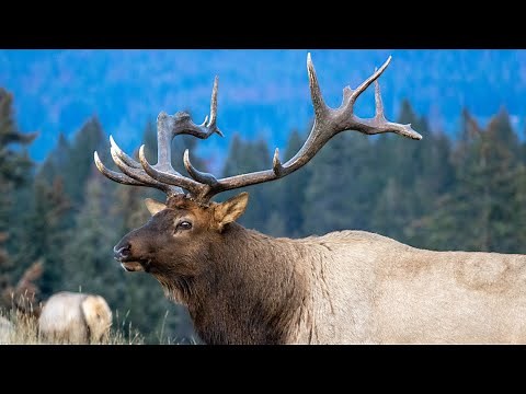 The Most Successful and Battled Elk Bull in this Territory