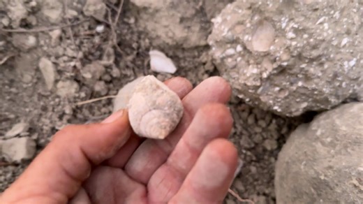 Non stop work ❤️making new areas I found more seashells millions years old 😍I keep them all safe ❤️ Ασταμάτητη δουλειά ❤️ φτιάχνοντας νέες περιοχές βρήκα περισσότερα κοχύλια εκατομμυρίων ετών 😍Τα διατηρώ όλα σε ασφαλές περιβάλλον ❤️ Every small donation is very important.How to donate , πως να κάνετε δωρεα 1) https://takisshelter.org/donate ( credit card ) 2 ) https://www.patreon.com/takisshelter 3) Bank account Name : stegi prostasias adespoton zoon IBAN : GR43 0140 6620 6620 0233 0001 066 Ba