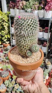 11K views · 939 reactions | Welcome spring season....  Mammillaria Hahniana  #bikolanahardinera | Bikolanahardinera | Facebook