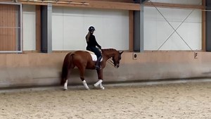 For sale Dressur Wallach 9 Jahre alt Stockmaß 169 cm Fuchs Top 3 Gangarten Ausbildungstand Intermedia, Passage, Piaffe und 1 Wechsel Super brav, leich, bequem Ein wunderschönes Pferd für Profi, Kinder, junge Reiter und Amateur Reiter Gute Tüv mit klinische Untersuchung Videos Der Preis entspricht dem Niveau Viele Videos 🏆 Standort Österreich bei Wien | Sporthorses Germany