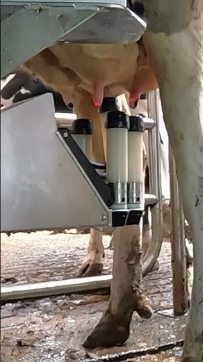 Robotic milking | AMS