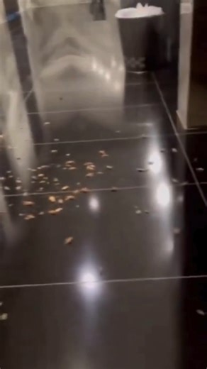 Anti-Israel protestors released maggots and crickets and set off fire alarms throughout the Watergate Hotel in DC where the Israeli Prime Minister Benjamin Netanyahu and members of the Israeli delegation are staying. These are immature agitators whose goal is to create chaos. How can anyone convince themselves that releasing swarms of insects in a DC hotel can help solve the conflict in the Middle East? | ADL