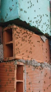 Locust Infestation in The Penal 🦗🦗🦗🦗🦗🦗🦗 | Rodney Elahie