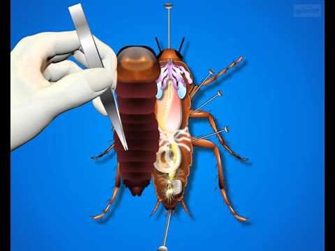 Dissection of Cockroach Digestive System