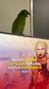 Fanoušci Lady Gaga mají konkurenci! 😅🦜 Na internetu již nějakou dobu koluje virální video, ve kterém amazonský papoušek zpívá text hitu 'Bad Romance'. Zdá se, že slova nejen opakuje, ale dokonce si je i pamatuje. Papoušek se jmenuje Louie a má dokonce svůj vlastní Instagram. 💚 📽️: louie.the.amazon / Instagram #ladygaga #ockotv | ÓČKO